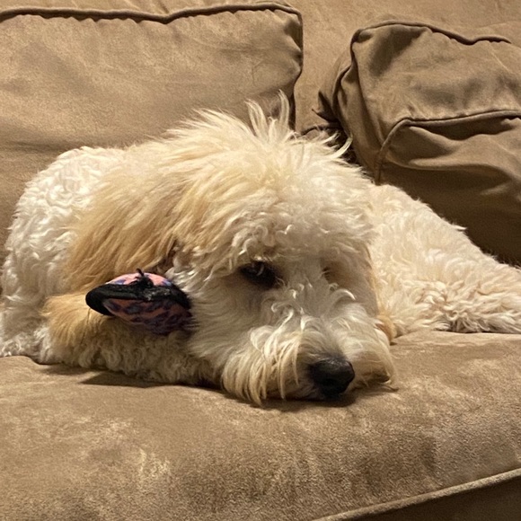 Meet your Posher, Alea - Picture 1 of 1